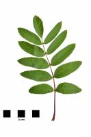 Sorbier des oiseleurs - feuille sur fond blanc (Sorbus aucuparia)